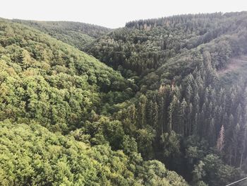 High angle view of pine trees in forest