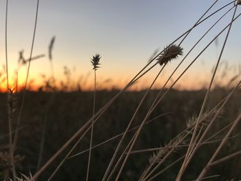 Close-up of wheat growing on field against sky