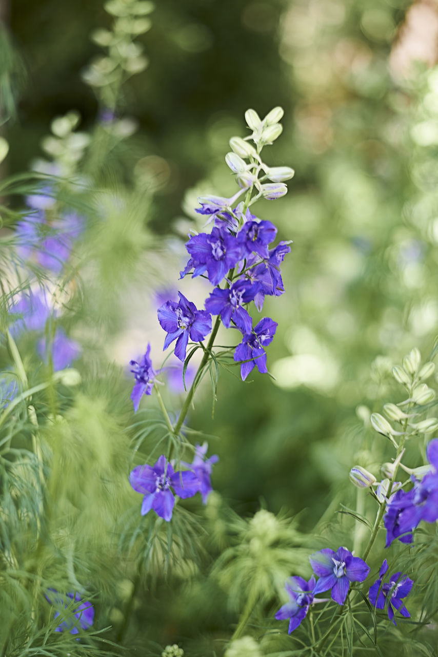 PURPLE FLOWERING PLANTS