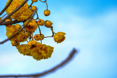 Low angle view of fruits growing on tree against sky