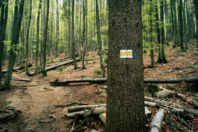 View of trees in forest