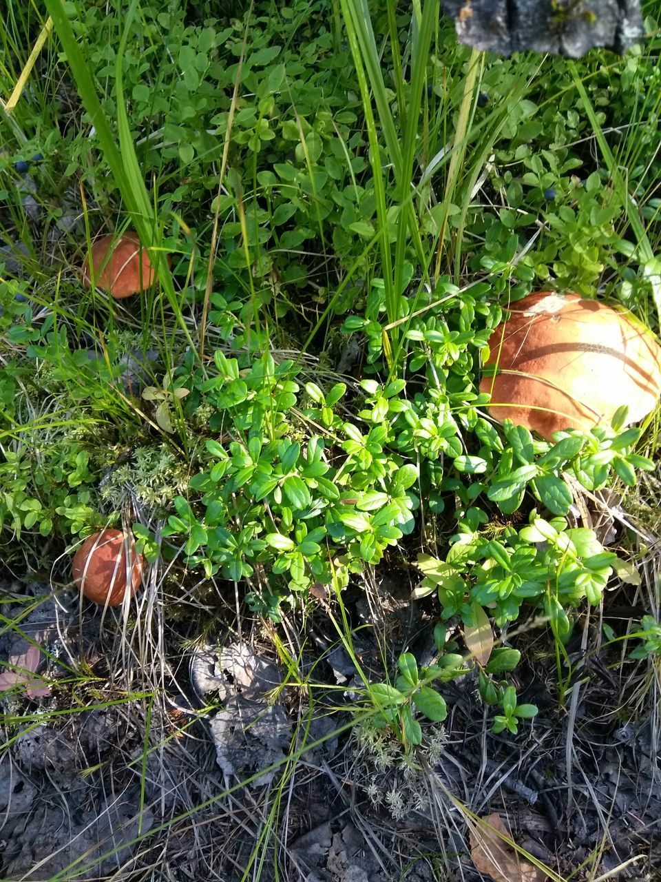 HIGH ANGLE VIEW OF PLANTS GROWING ON LAND