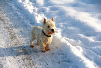 Dog on snow field