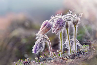 Close-up of wilted flowers on field