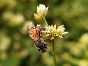 Close-up of butterfly pollinating on flower