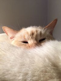 Close-up portrait of a cat