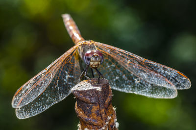 Close-up of a dragonfly resting on a rusty iron pole