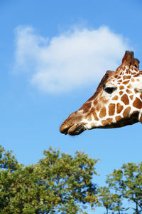 Low angle view of giraffe against sky