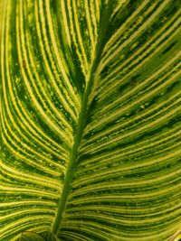 Full frame shot of palm leaves