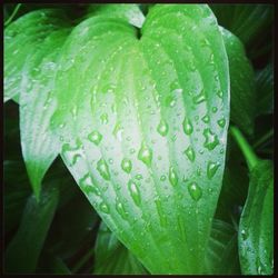 Close-up of leaves