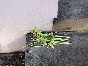 High angle view of wilted plant on wall