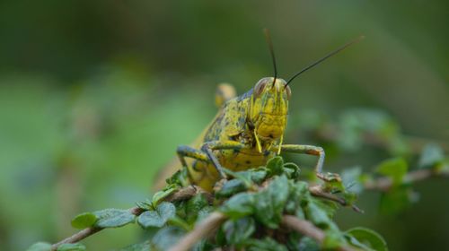 Close-up of insect on plant