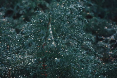 Close-up of plants