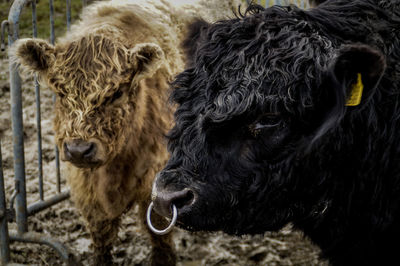 Black and blonde bull