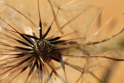 Close-up of flowering plant