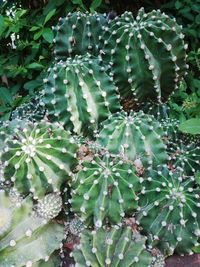 Close-up of cactus plant