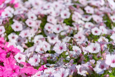 Close-up of pink flowering plants