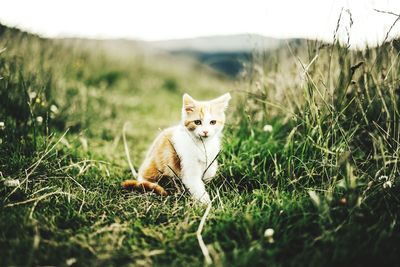 Portrait of cat on grass