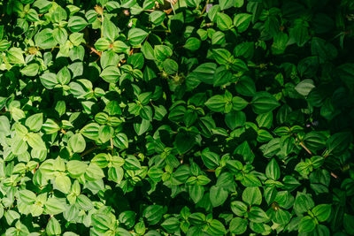 Full frame shot of fresh green plants