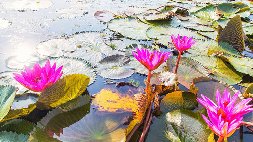 Pink lotus water lily in lake