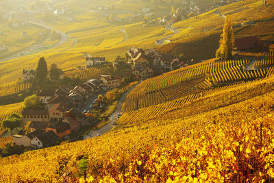 Yellow flowers growing in field