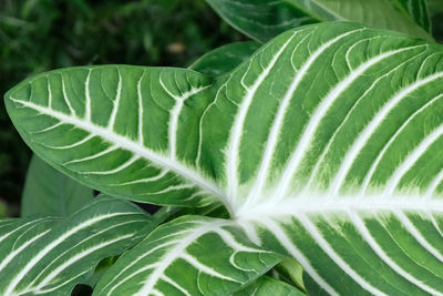 Close-up of green leaves