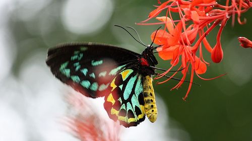 Close-up of butterfly pollinating on flower