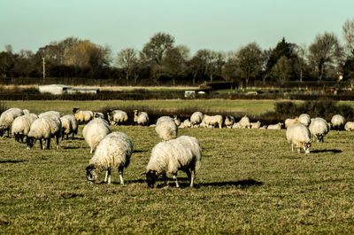 Sheep grazing on field against sky