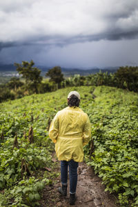 Rear view of young woman hiking through lush hillside in guatemala.