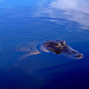 Close-up of a crocodile in water