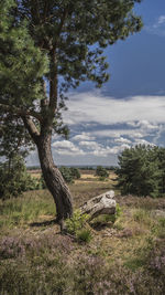 Tree on landscape against sky