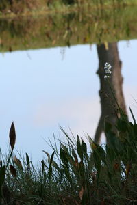 Close-up of plants against sky