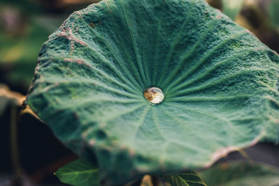 Close-up of green leaf