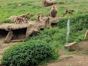 Cats on land