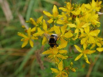 Close-up of bee pollinating on yellow flower