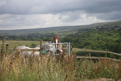 Men in farm against cloudy sky