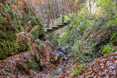 Plants and trees in forest