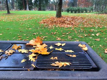 Fallen leaves on tree