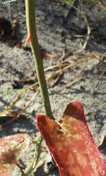 Close-up of leaves against blurred background