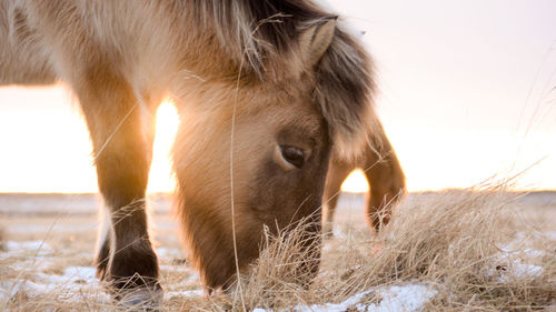 Close-up of horse on field