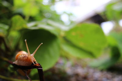 Close-up of insect on leaf