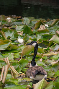 Rear view of a duck amid lily pads