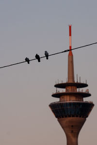 Low angle view of birds perching on cable against sky