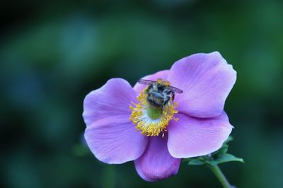 Close-up of bee on purple flower