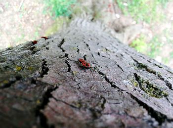 Close-up of plant against blurred background