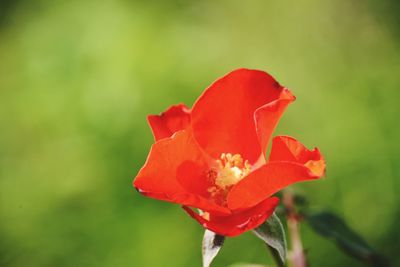 Close-up of red rose