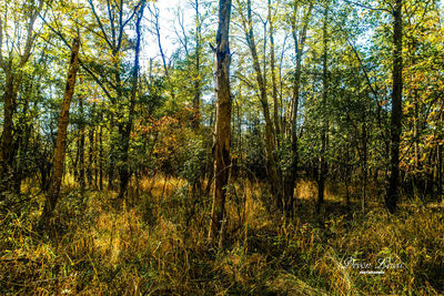 Trees in forest