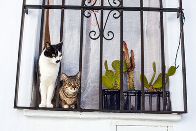 Portrait of cat sitting on window