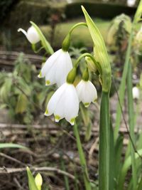 Close-up of white flowering plant