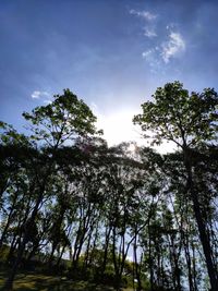 Low angle view of trees against sky